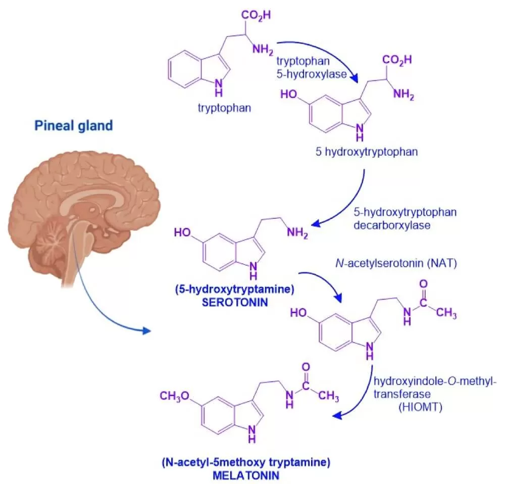 Figure 12. Melatonin biosynthetic pathway (Miranda-Riestra A. et al, 2022)